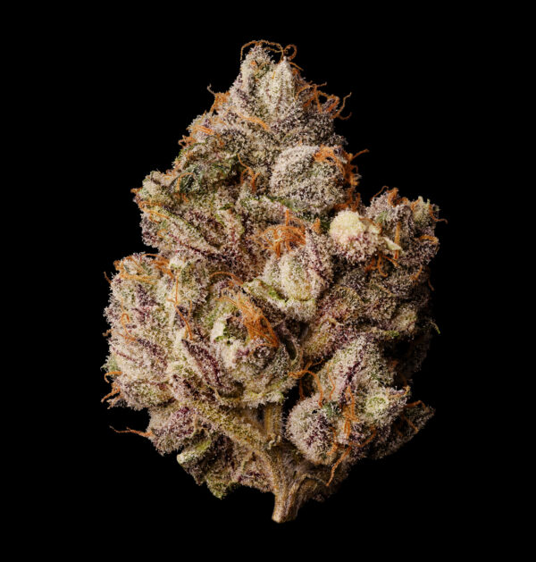 LEMON CHERRY GELATO BX1