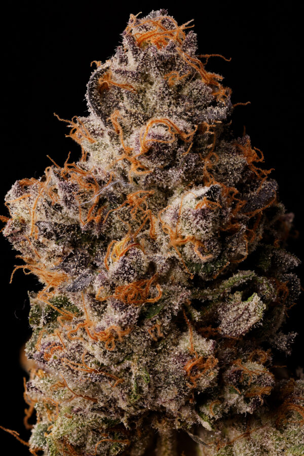 LEMON CHERRY GELATO BX1 - Image 4
