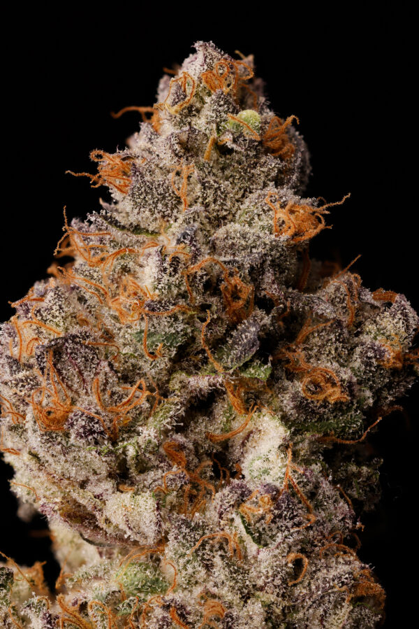 LEMON CHERRY GELATO BX1 - Image 3