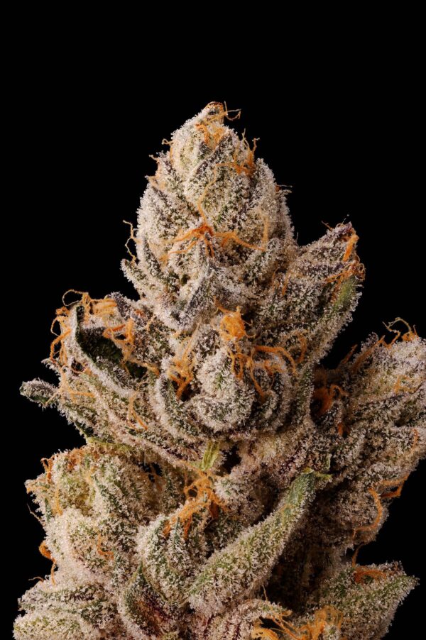 PERMANENT KUSH - Image 2