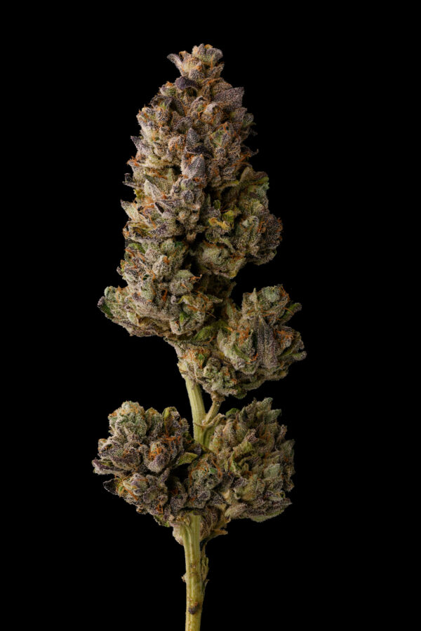 CHERRY ZTRIPEZ - Image 6