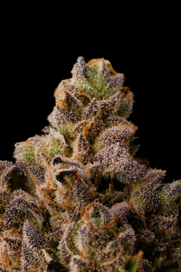 CHERRY ZTRIPEZ - Image 2