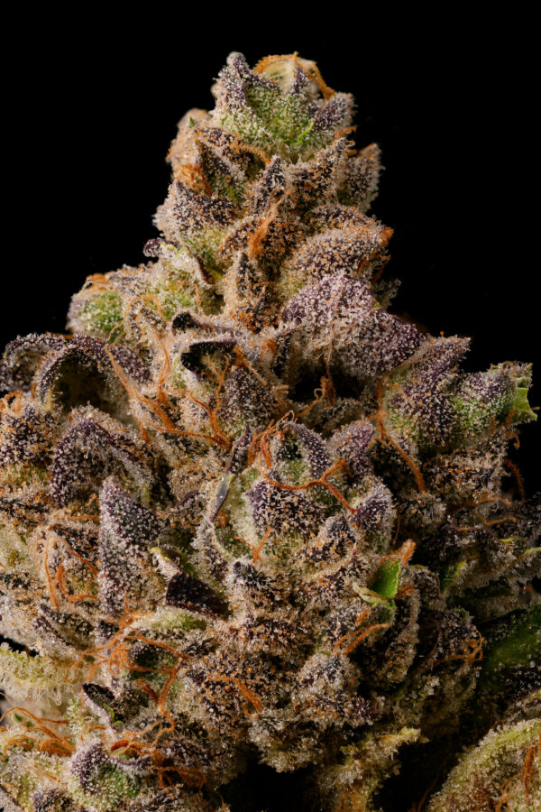 CHERRY ZTRIPEZ