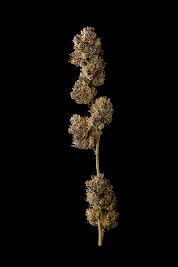 MALIBU MARKER - Image 6