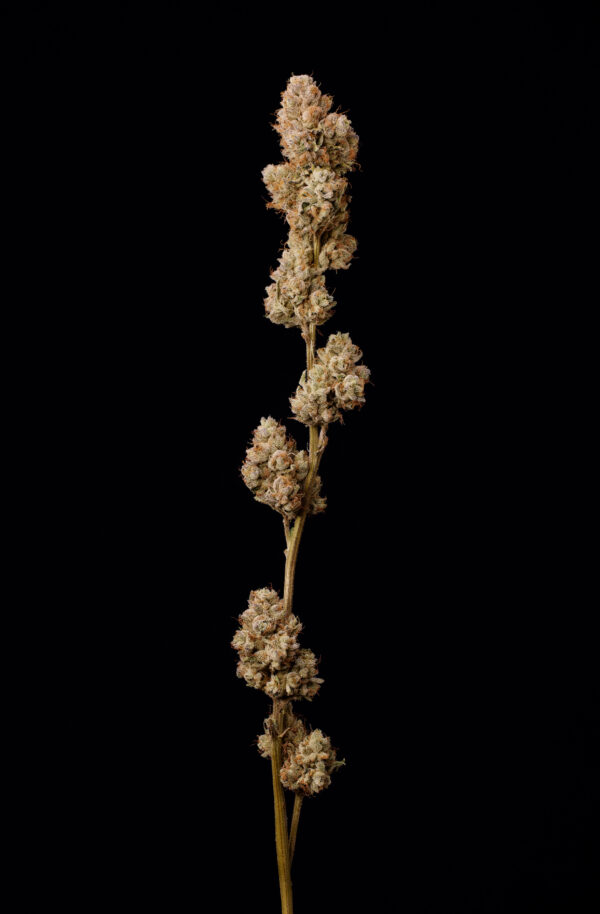ZEBRA ZTRIPEZ - Image 6