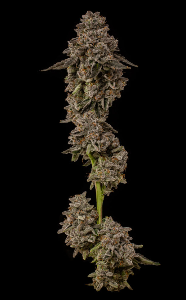 GOLD BARS - Image 4