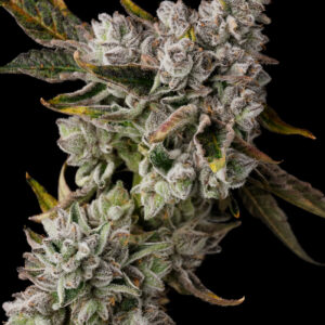 MAGIC POP ROCKS