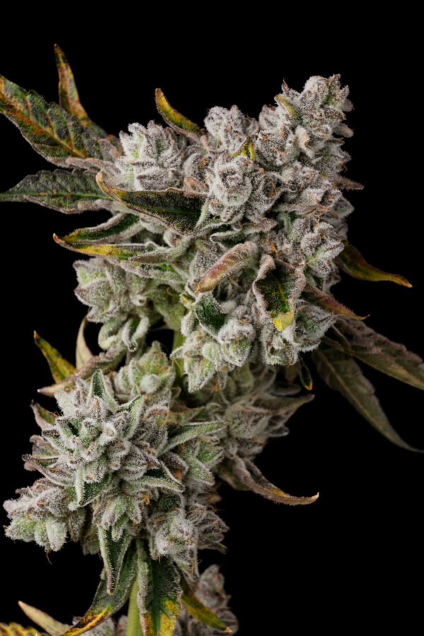 MAGIC POP ROCKS