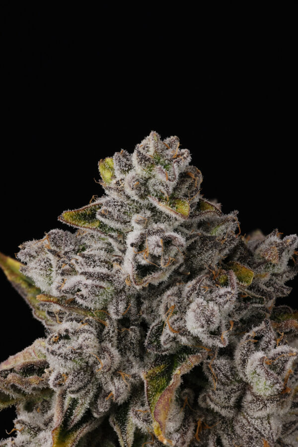 MAGIC POP ROCKS - Image 2