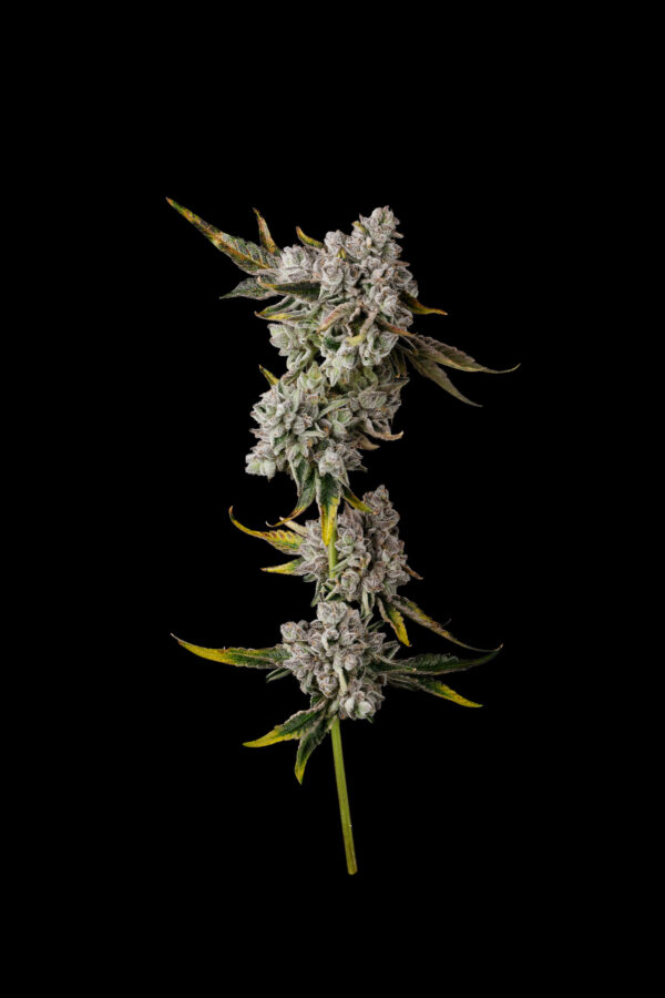 MAGIC POP ROCKS - Image 3