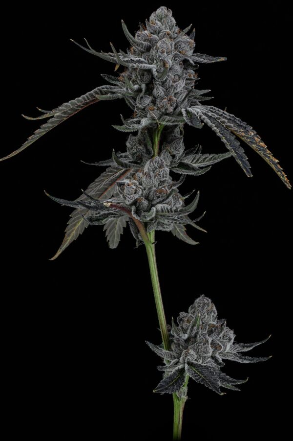 LEMON CHERRY BX2 - Image 2