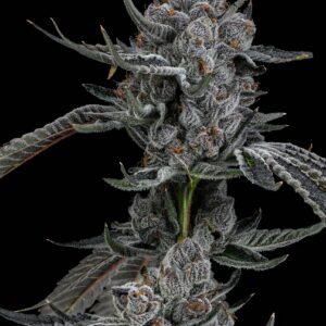 LEMON CHERRY BX2