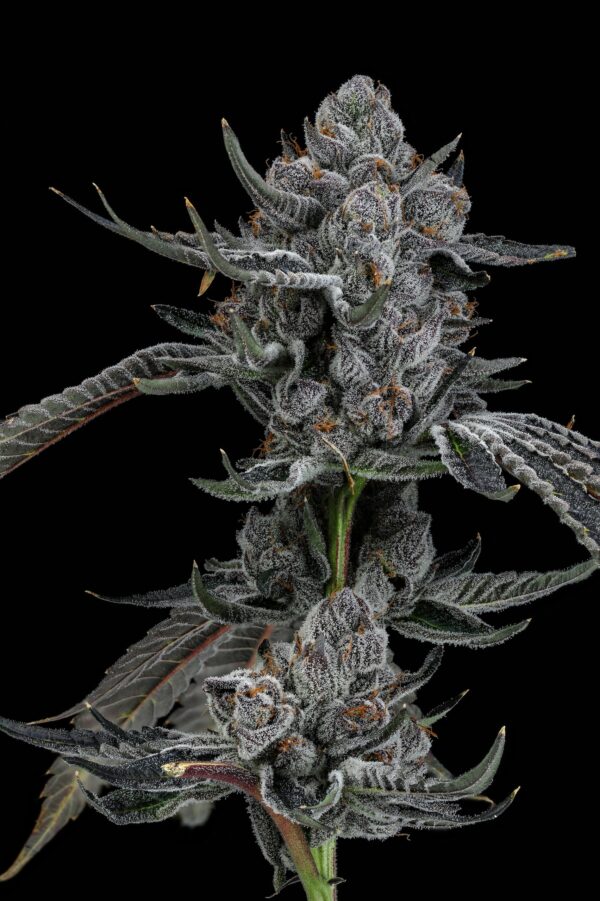 LEMON CHERRY BX2