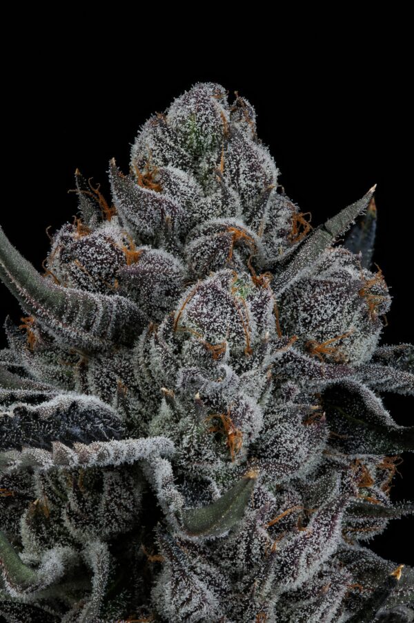 LEMON CHERRY BX2 - Image 3