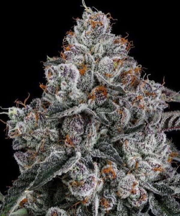 LEMON ZTRAWZ