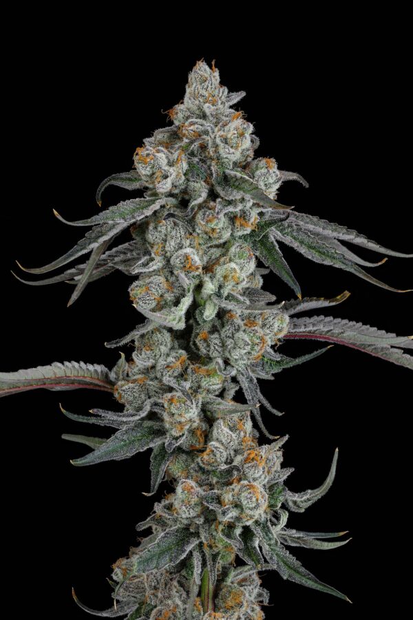 PINEAPPLE BANG - Image 4