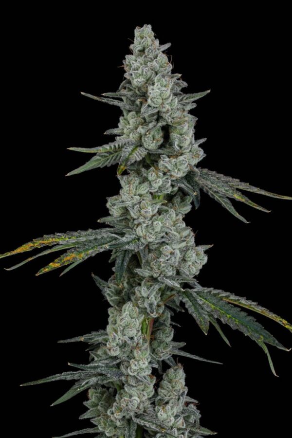 PINEAPPLE BANG - Image 2