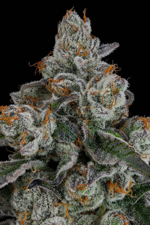 PINEAPPLE BANG - Image 3