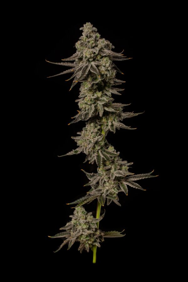 CAP JUNKY S1 - Image 2