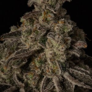 CAP JUNKY S1