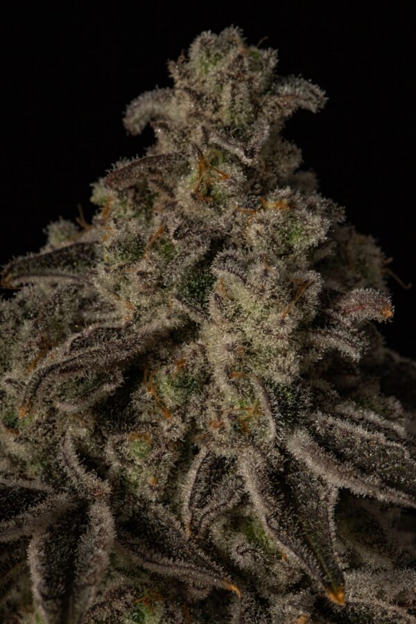 CAP JUNKY S1