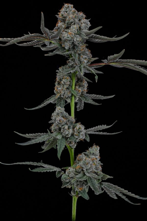 JELLY STRAWS - Image 3