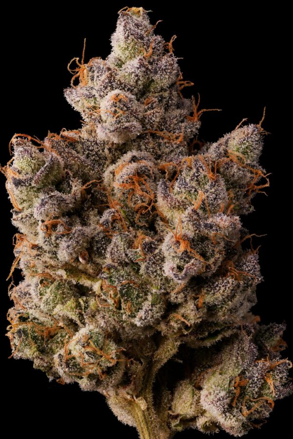 JUNGLE JUICE - Image 4