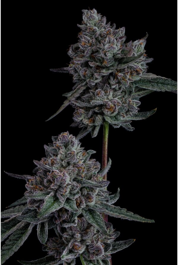 MAGIC MARKER X WILD CHERRY - Image 2