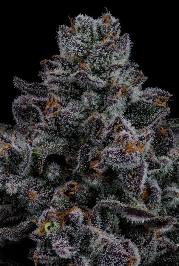 MAGIC MARKER X WILD CHERRY