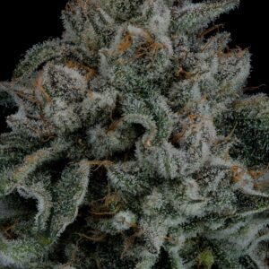 (ZKITTLEZ X KUSH MINTS 11) X WILD CHERRY