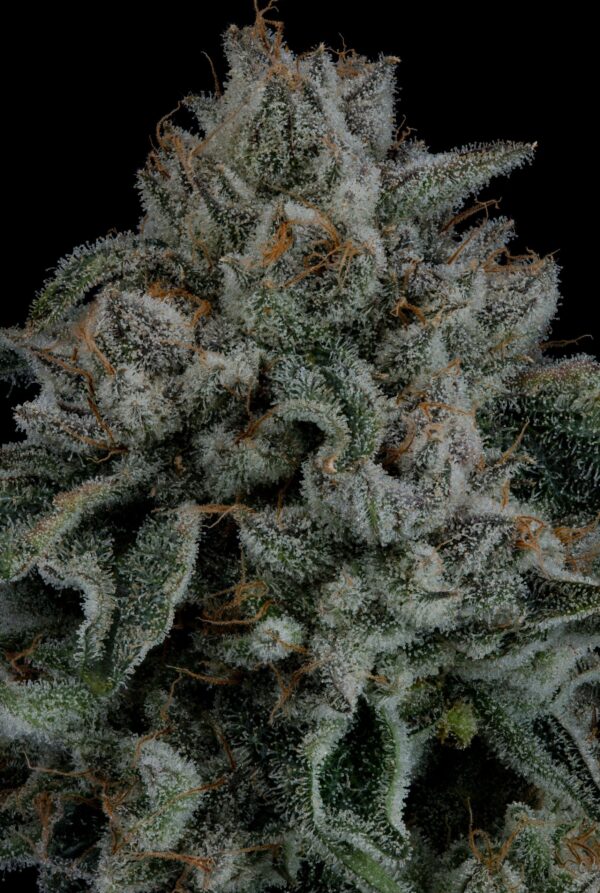 (ZKITTLEZ X KUSH MINTS 11) X WILD CHERRY