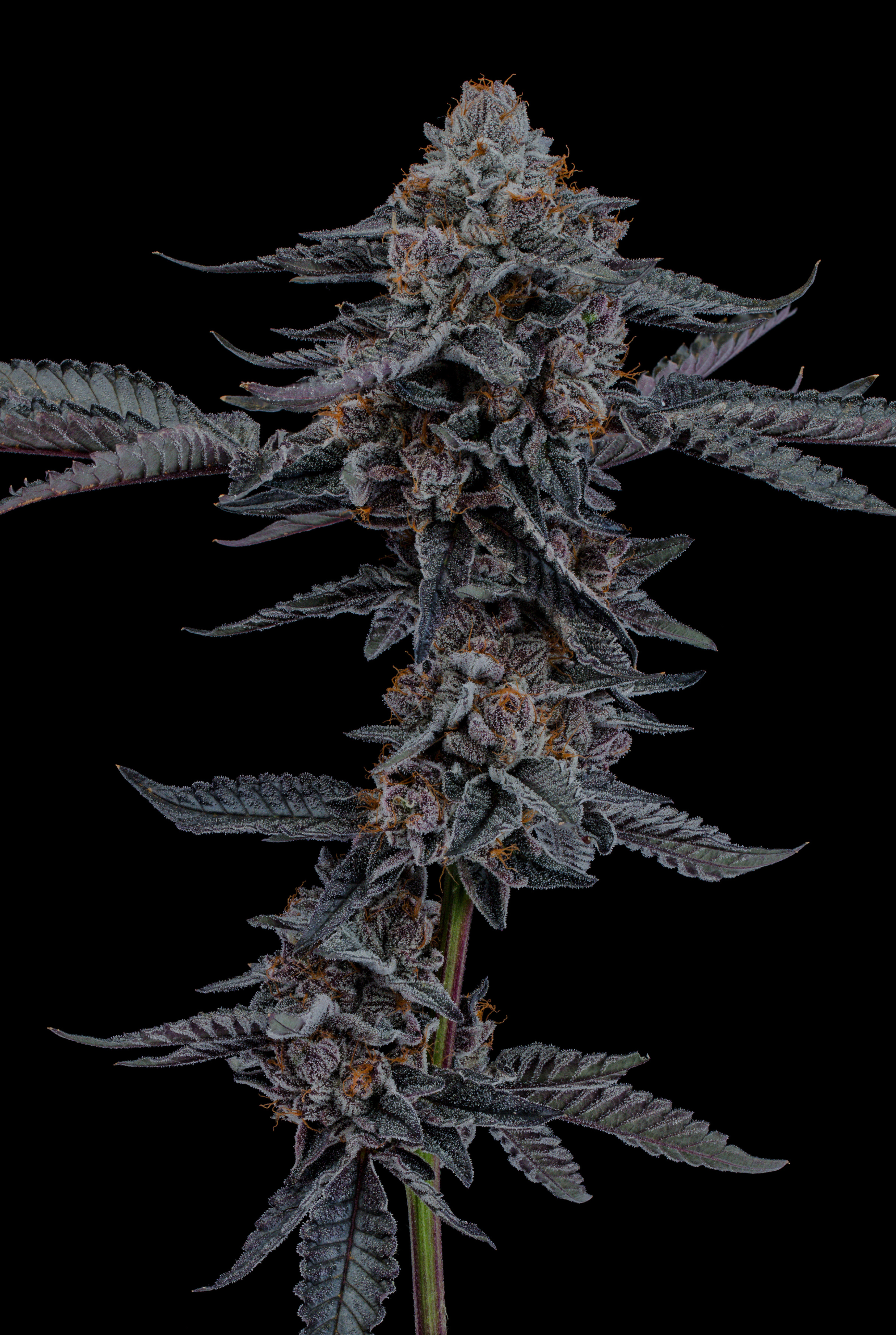 APPLE STRAWS - Image 2