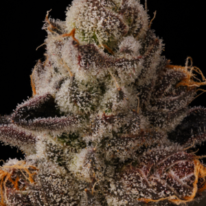 BUBBLEGUM BURST
