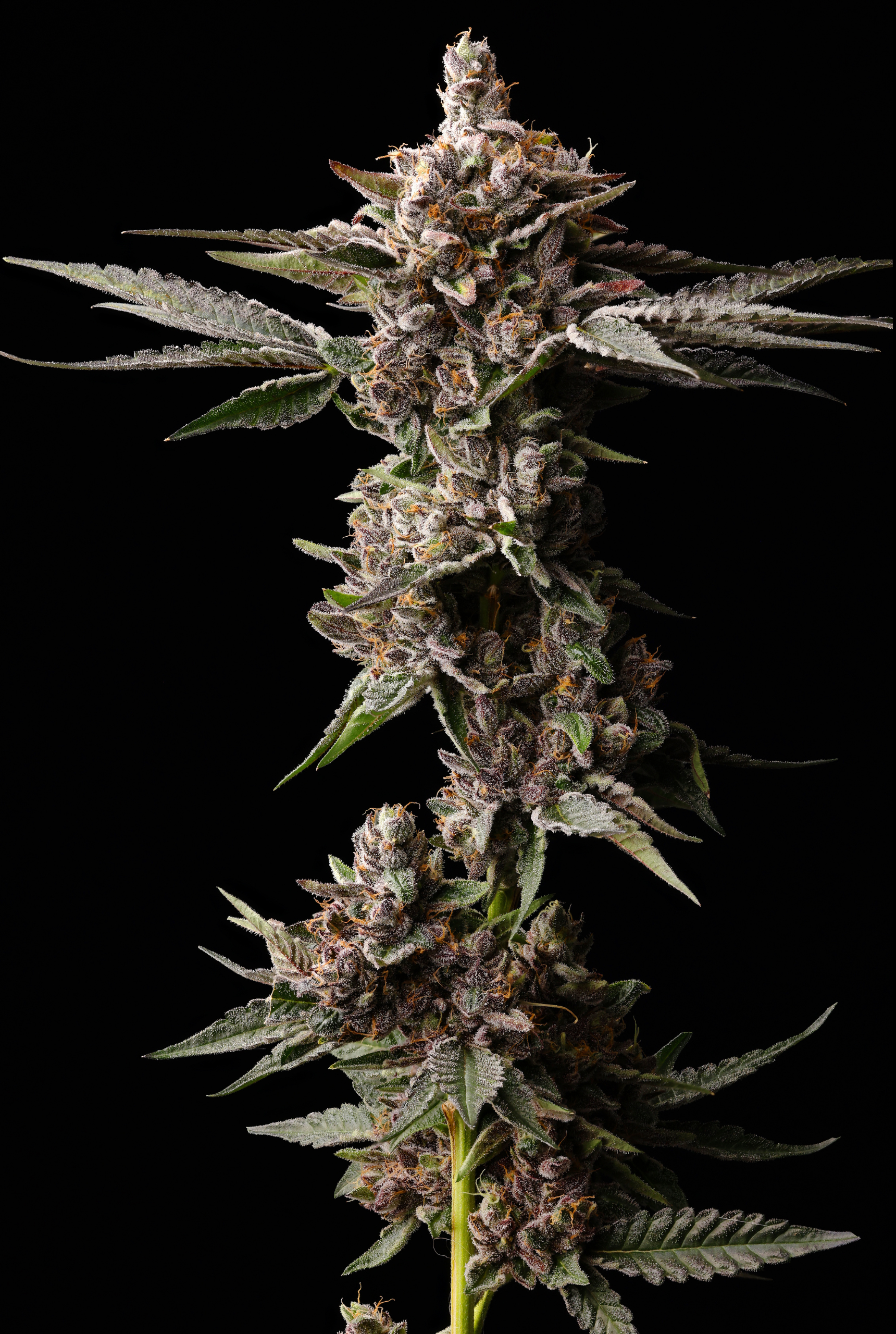 STRAW BURST - Image 2