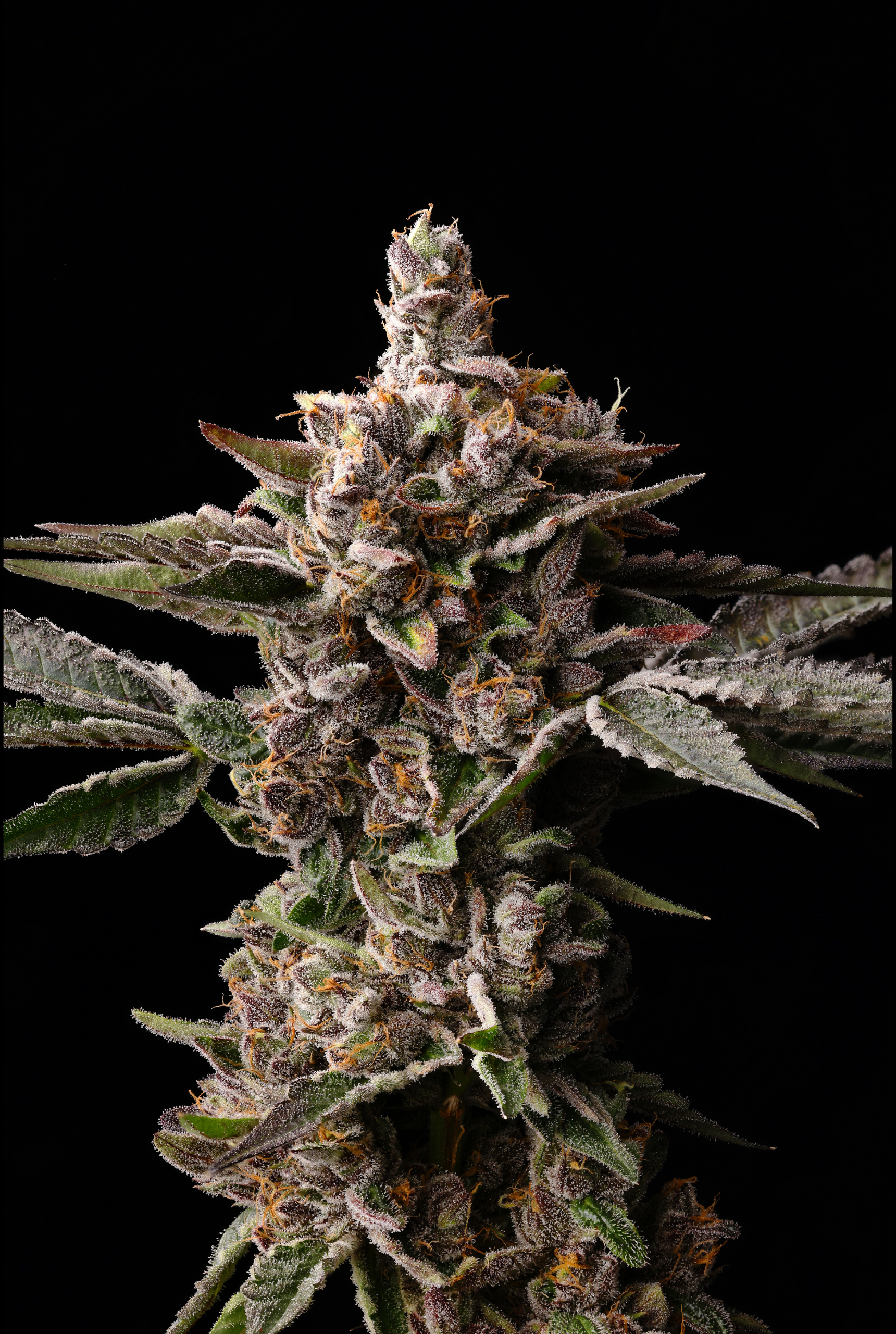 STRAW BURST - Image 3