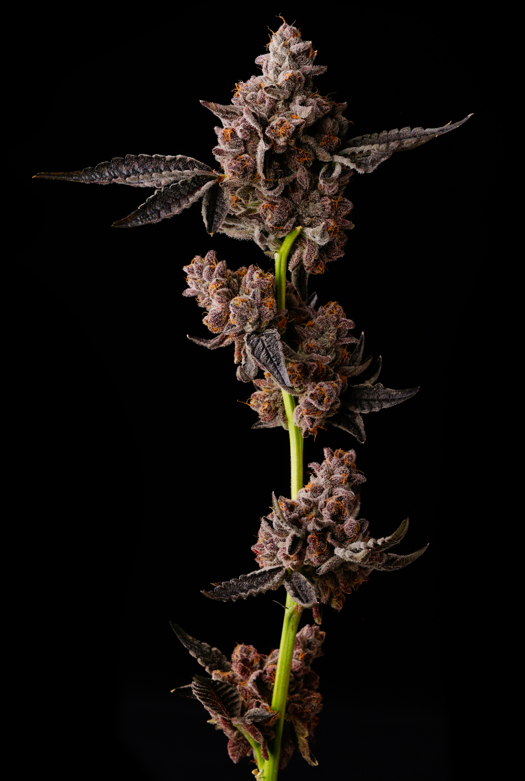 GLO POP - Image 3