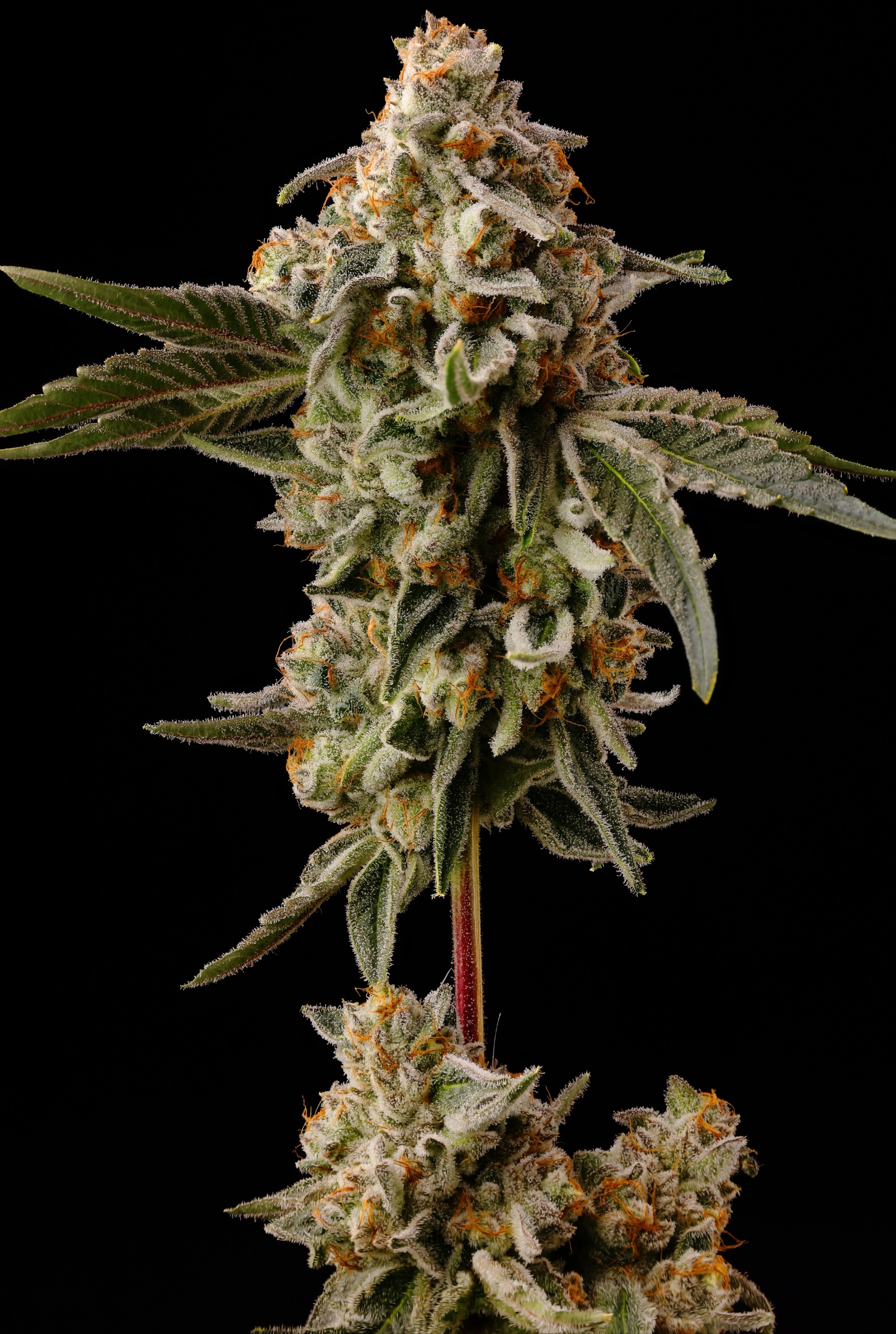 SOUR CAPS - Image 3