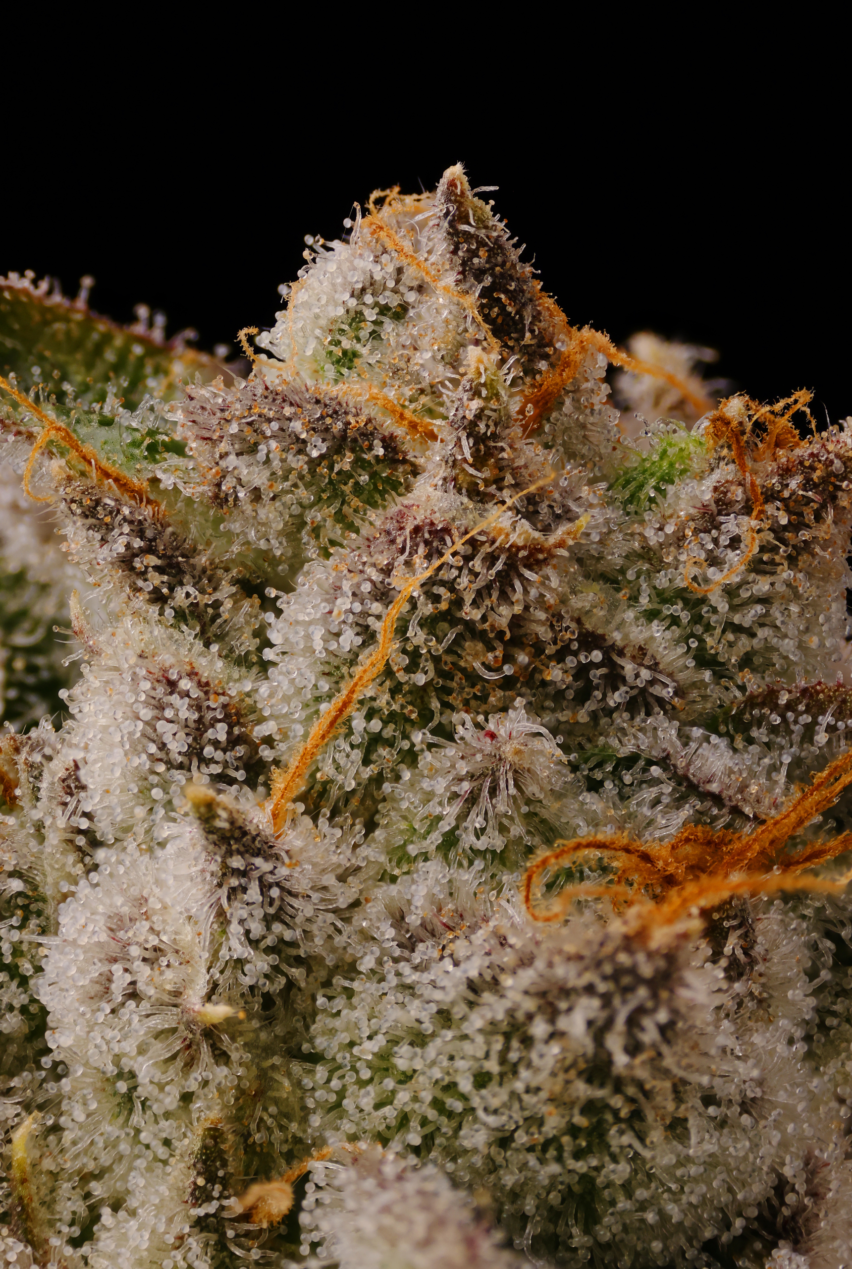 SOUR CAPS - Image 2